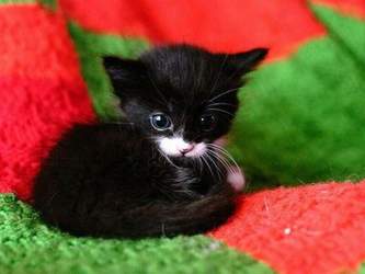 Weihnachts-katze-decke