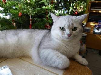 X-mas-2015-12-26-13-51-16