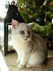 X-mas-2015-12-26-13-50-04