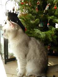 X-mas-2015-12-26-13-49-38