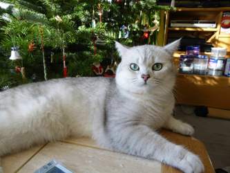 X-mas-2015-12-26-13-50-24