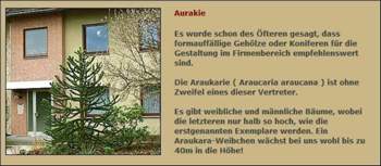 Araukarie02