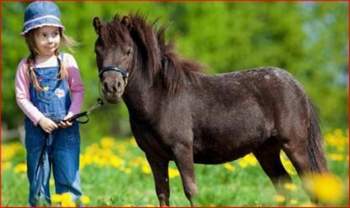 Pony