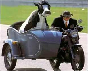 Cow
