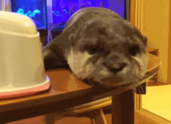 Otter-yawn-gif