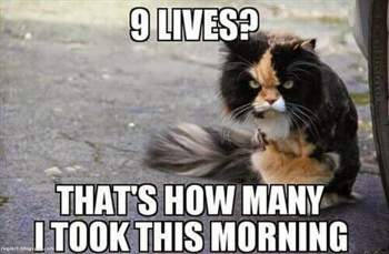 9-lives-m