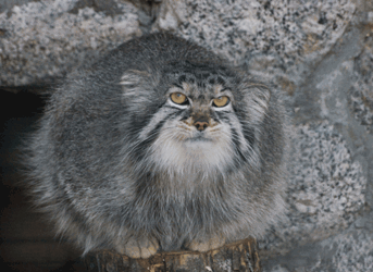 Kleinepause-manul-dicke-katze-02