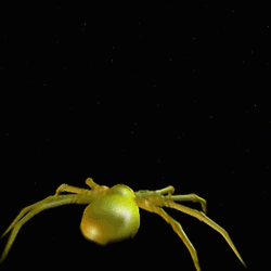 Spinne-0009