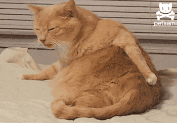 Giphy