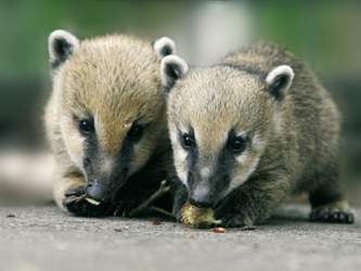 Nasenbaer-babys