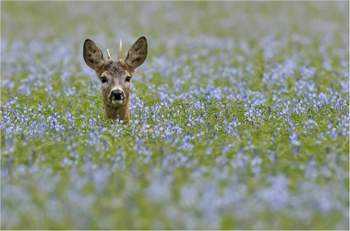 Hello