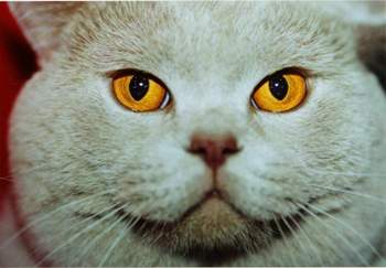 Dicke-katze-grinsekatze-2