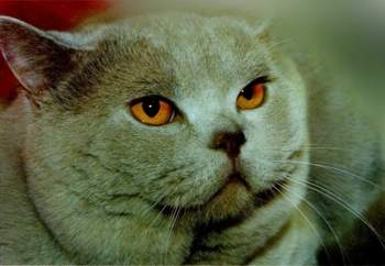 Grinsekatze-2a