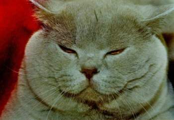 Grinsekatze-katze-2a