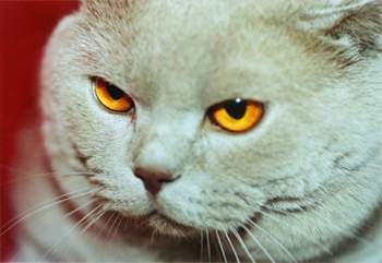 Grimmige-katze-2a