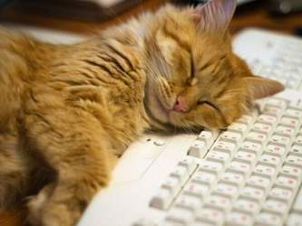 Roter-kater-schlaeft-computer-tastatur