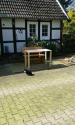 Blacky-vor-der-tuer