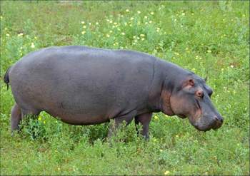 Hippo