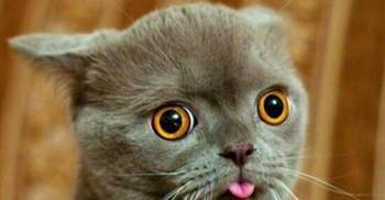 Horror-katze-8