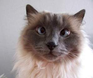 Horror-katze-9