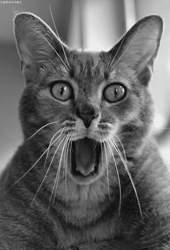 Horror-katze-11