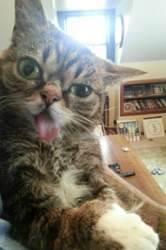 Horror-katze-13