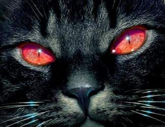 Horror-katzen-4