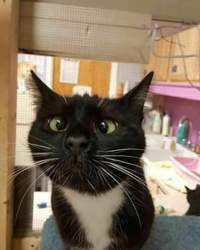 Horror-katze-16