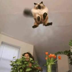 Photoshopbattlepouncingcattailpillar