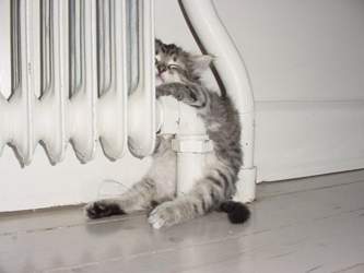 Lustige-katze