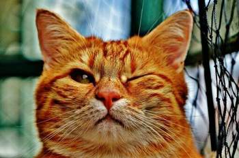 Cat-1333926-340