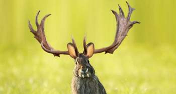 Der-wolpertinger