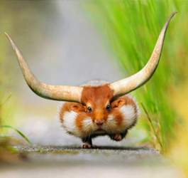 Hamochse