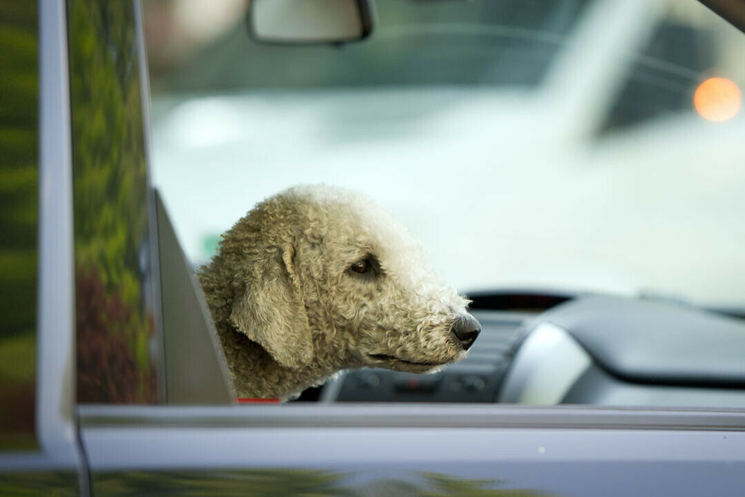 Ein Hund in Aschaffenburg trickste eine besorgte Autofahrerin aus und nutzte ihren Wagen als Mitfahrgelegenheit (Beispielbild)