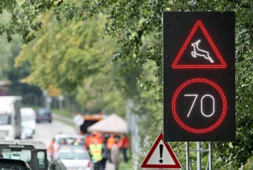 Bei einem Wildunfall muss der Förster oder die Polizei gerufen werden, sonst zahlt keine Versicherung