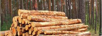 Bischen-holz