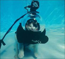 Katzen-im-wasser-1
