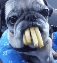 Frittenmops