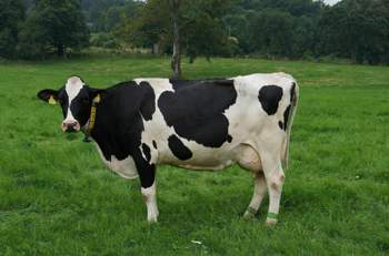 Holstein-friesian