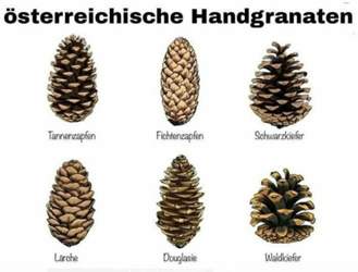 Oesterr-handgranaten