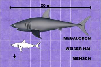 Megalodon-1200x800