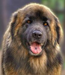 Leonberger-dog-2225628