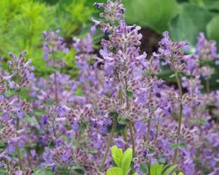 Katzenminze-nepeta-racemosa-1-267030-blp-msg