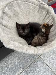 Willi-mit-schwester