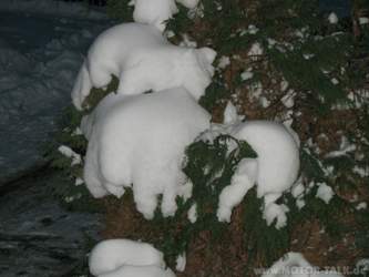 Img-0478