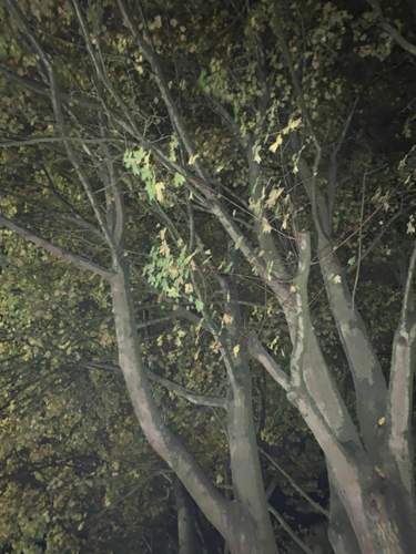 BAum