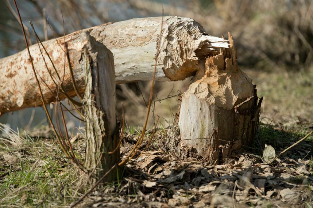 Rundherum angefressen und zu Fall gebracht - ein Baum für den Biberdamm
