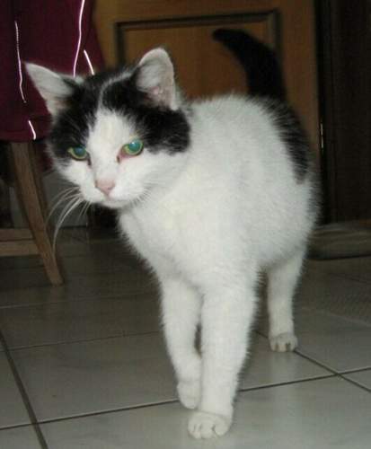 Fritzi