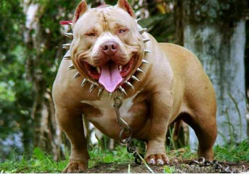 Pitbull