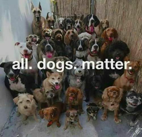 All-dogs-matter